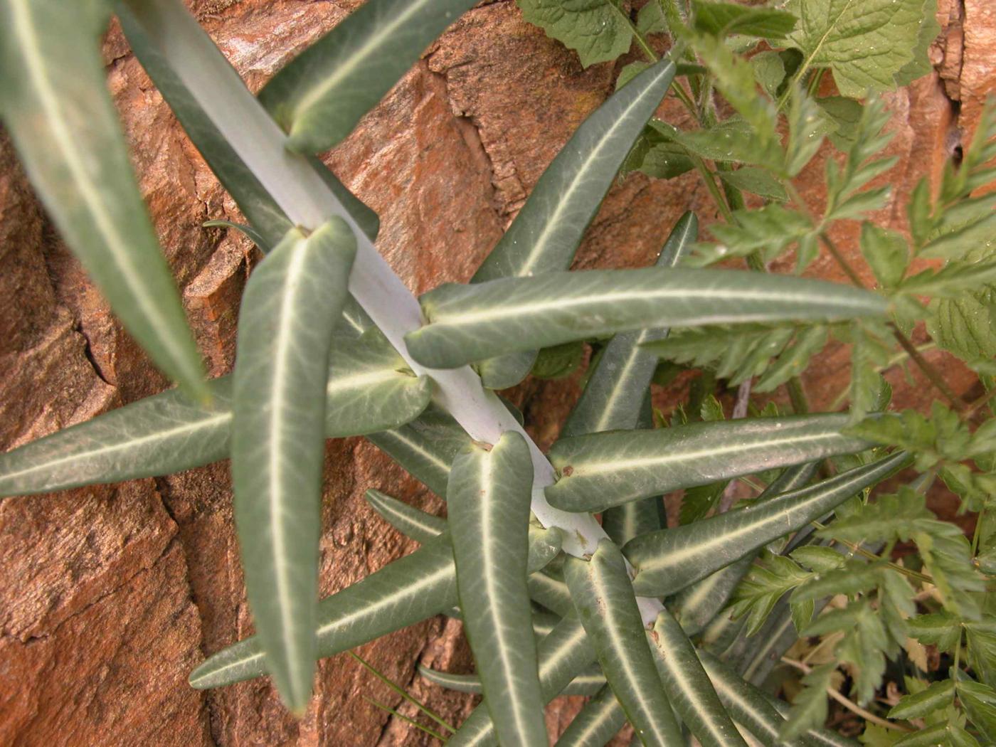 Spurge, Caper leaf